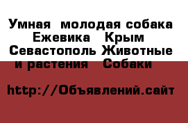 Умная, молодая собака Ежевика - Крым, Севастополь Животные и растения » Собаки   